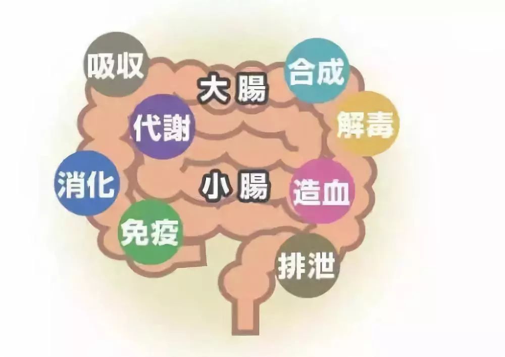 換季是“腸道”的一個(gè)坎，只要記住這一點(diǎn)，輕松調(diào)理腸道！??！